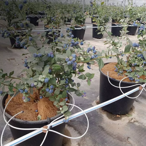 Do Blueberries Grown in Containers Require a Special Fertilization Plan?