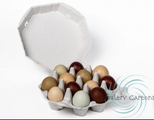 Exploring Egg Cartons and Pulp Egg Cartons by Poultry Cartons