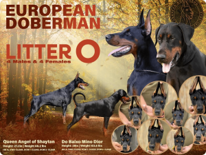 Best Serbian Dog Breeders: What You Need to Know