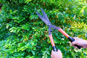 When and How to Prune Your Trees: A Seasonal Guide