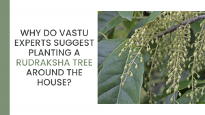 Why do Vastu experts suggest planting a Rudraksha tree around the house? 