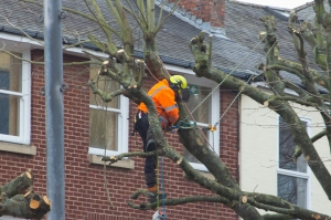 Dudley Tree Surgeon Services: Reliable Tree Care & Maintenance