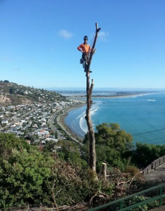 Expert Tree Stump Removal & Grinding Services in Rangiora