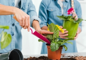 From Seeds to Greens: Simple Home Gardening Tips for Beginners