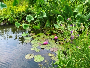 Aquatic Plants