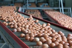 Coherent Market Insights,Processed Eggs, Egg Protein,Food Industry,Convenience Food,Bakery Products,Nutritional Value,Egg Products