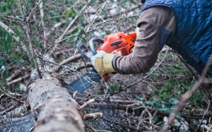 Professional Derby Tree Surgeons for Expert Tree Care Services