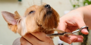 Dog Grooming