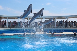 Discover a Day of Fun: Gulf Breeze Zoo and Gulfarium Marine Adventure Park