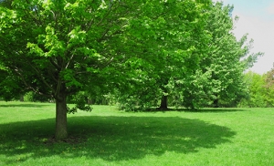 Top Benefits of Using MyTrees for Arboriculture Projects