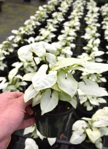 Transform Your Space with the Syngonium White Butterfly: A Complete Guide