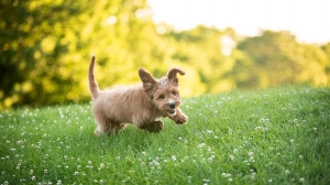 Mini Goldendoodle: The Ultimate Guide to the Adorable Hybrid Breed