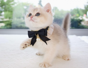 An adorable  kitten wearing a black bow