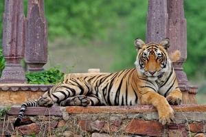 Golden Triangle Tour With Ranthambore By INCREDIBLE HERITAGE TOURS (Delhi, Agra, Ranthambore, Jaipur)