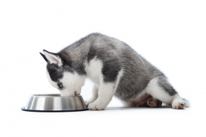 Healthy Dog Food for Shepherd Dogs Nutrition for Health & Energy 