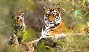 Explore the Best of North India’s Wildlife with Tiger Safaris