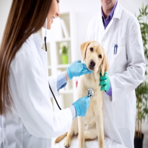 Veterinary Software Market to Witness Fastest Growth Owing to Rising Adoption of Practice Management Software