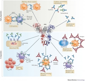 Intravenous Immunoglobulin Market Size, Analysis, Industry Statistics and Latest Insights Till 2034