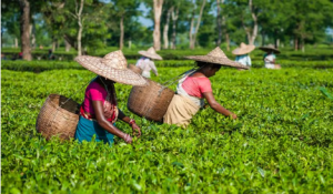 Assam Tea India - For fresh, high-quality Assam Tea India, contact us today. We export premium Assam tea for your wholesale needs globally.