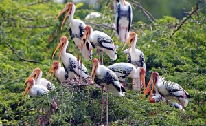 How to Reach Keoladeo National Park?