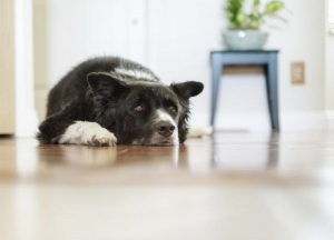 Phenobarbital for Dogs: Uses, Dosage, Side Effects, and Safety Tips