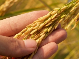 Rice Market