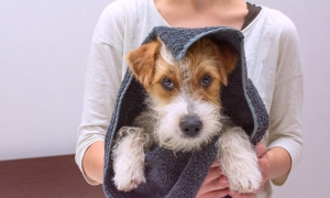 Keeping Your Dog Odor-Free Without Frequent Baths