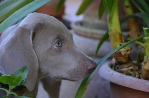 Keeping Your Dog Safe from Toxic Plants in Your Home and Garden