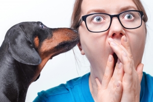 Strategies to Manage Your Dog's Extreme Attention Seeking Behaviors