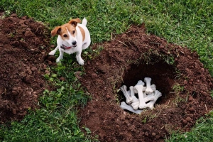 Why Do Dogs Bury Bones and Other Objects?