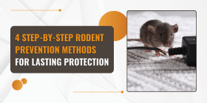 4 Step-by-Step Rodent Prevention Methods for Lasting Protection