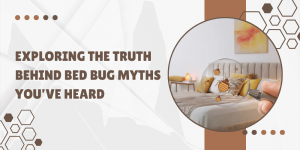 Exploring the Truth Behind Bed Bug Myths You’ve Heard