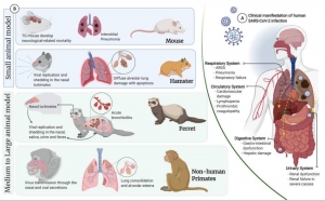 Coronavirus Animal Model for Drug Discovery