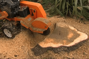 The Role of a Reliable Tree Surgeon Sheffield in Tree Maintenance