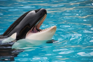 An Orca Whale