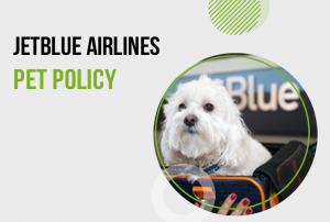 Tours N Travel Pro: Navigating JetBlue Pet Policy for Hassle-Free Travel