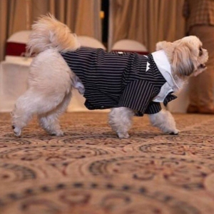 Dog Tuxedo for Wedding