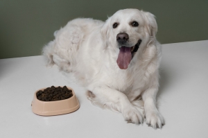 Why Is Fish a Great Protein Source for Adult Dogs in Hypro Premium Fish and Potato Dog Food?