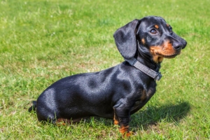 First-Time Mini Dachshund Owner? Here's What You Must Know!