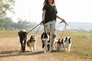 Join Group Dog Classes: Socialize, Train, and Strengthen Your Dog's Skills