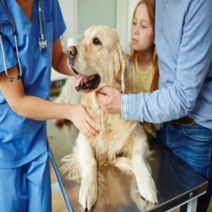 Veterinary Orthopedics Market will grow at highest pace owing to increasing pet adoption and aging pet population