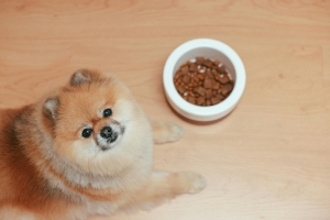 Is Black Hawk Adult Dog Chicken & Rice Suitable for All Breeds and Sizes of Dogs?