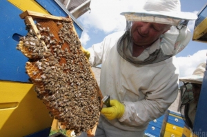 The Difference Between Bee Relocation and Bee Extermination: What Homeowners Should Know