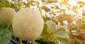 Keys to Running a Profitable Cantaloupe Processing Plant Setup Report 2024: Cost Details