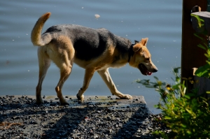 Unlocking the Potential of Quercetin in Canine Health: A Natural Approach to Wellness