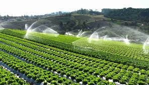 Expert Irrigation Contractor in Saudi Arabia: Professional Services for Lush Landscapes