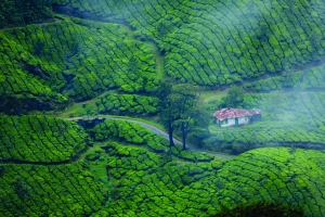Eco-Friendly Homestay Holidays: Reducing Your Carbon Footprint