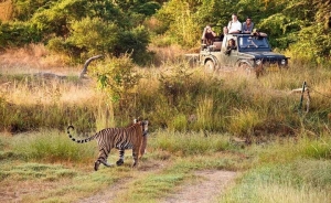 Capture Wildlife Magic: Best Tips for Kumbhalgarh Jungle Safari Trips