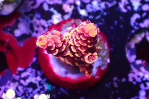 Hammer Coral Care: Tips for Thriving in Your Reef Tank