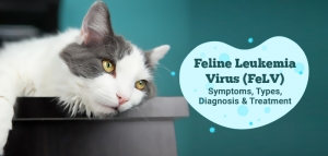 Feline Leukemia Virus (FeLV) – Symptoms, Treatment & More